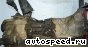 ���� Kia Sportage, RT: ���� �6